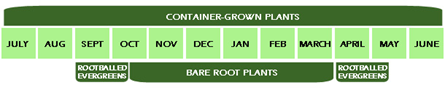 Container Grown Plant